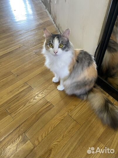 Кошка