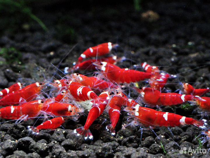 Аквариумные Креветки