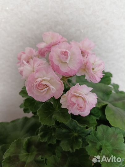 Пеларгония герань сортовая