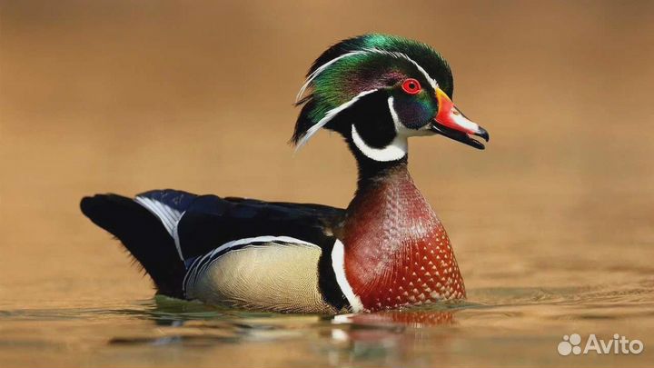 Утак каролинка