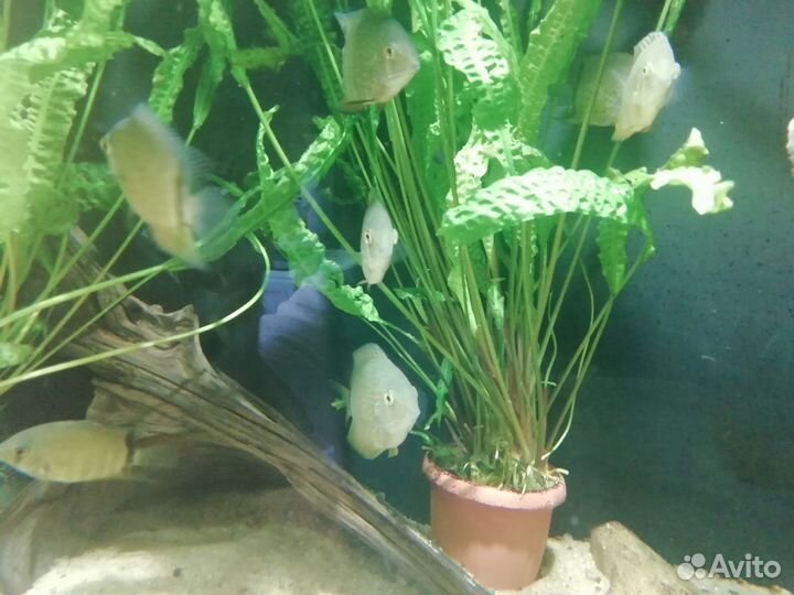 Малёк бриллиант. цихлазомы, северума, скалярии