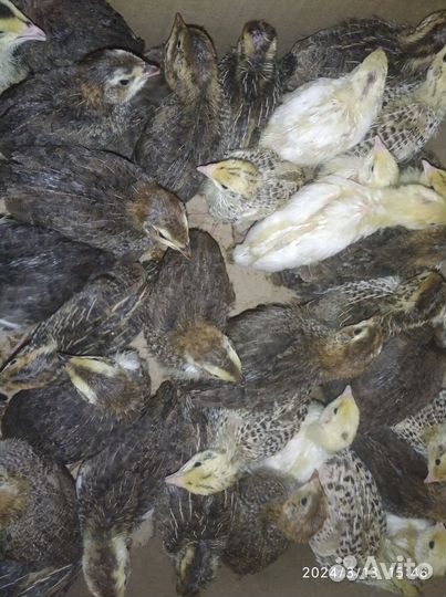 Цесарки, перепел, инкубационное яйцо цесарки