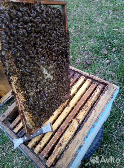 Пчелы карпатка