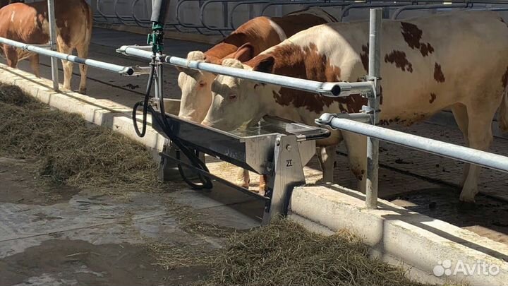 Поилки/стойловое оборудование