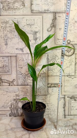 Спатифиллум