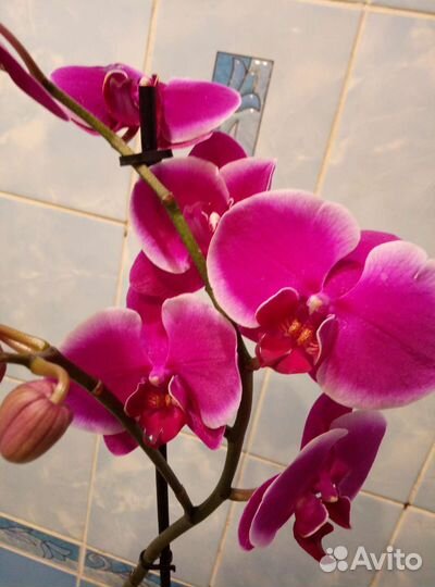 Коллекционные орхидеи