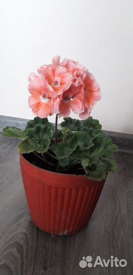 Спатифиллум пеларгония герань денежное дерево