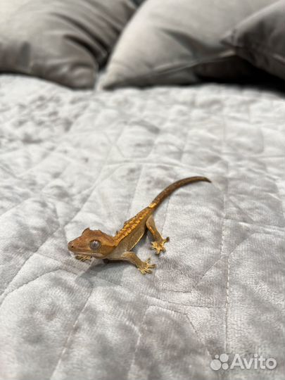 Реснитчатый бананоед