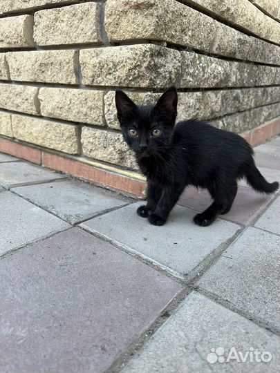 Отдам котенка в добрые руки