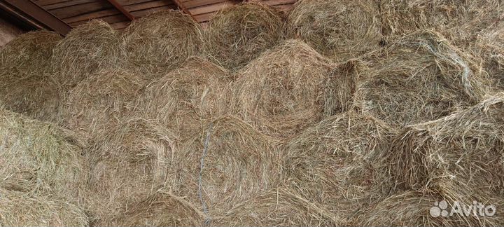 Продам сено в рулонах