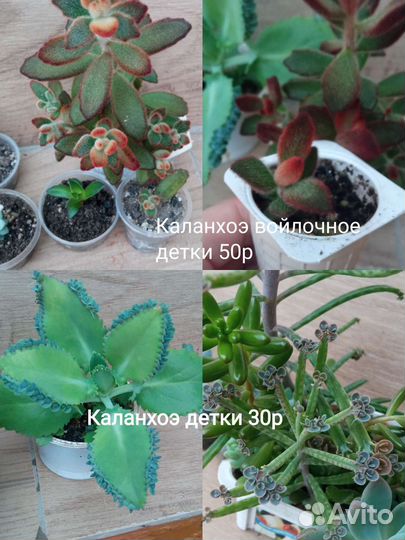 Суккуленты разные