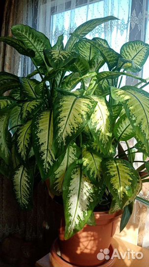 Диффенбахия