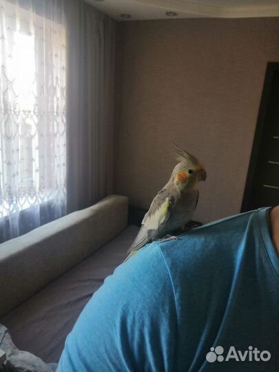 Попугай выкормыш Корелла