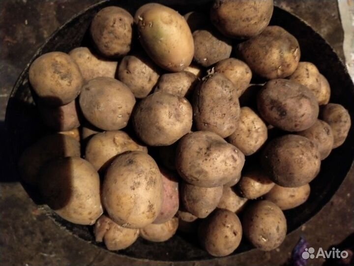 Продукты питания