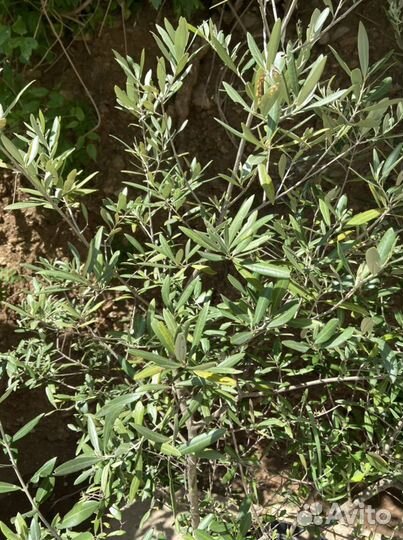 Олива дерево