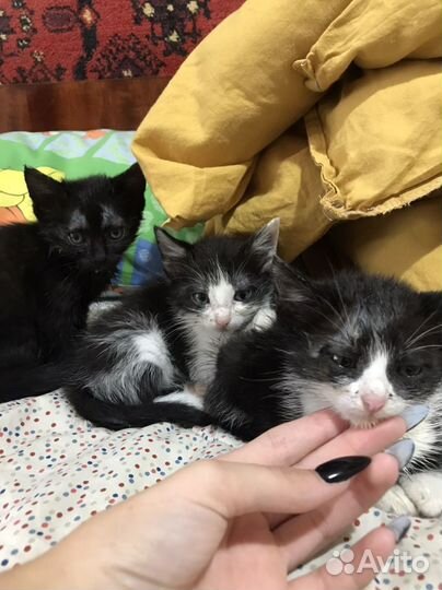 Котята в добрые руки