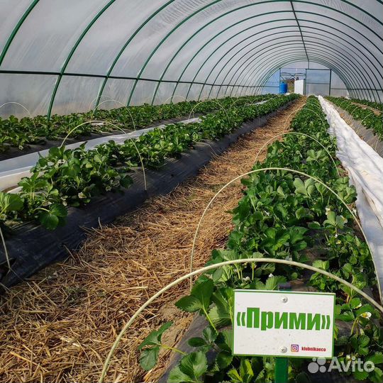 Ягодная ферма