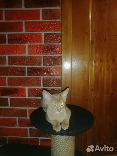 Абиссинские котята соррель