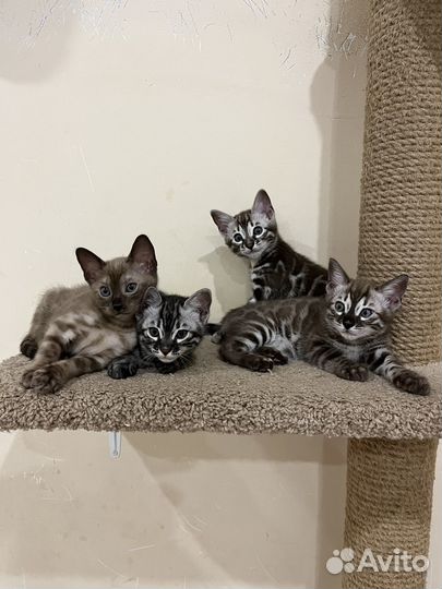 Бенгальские котята