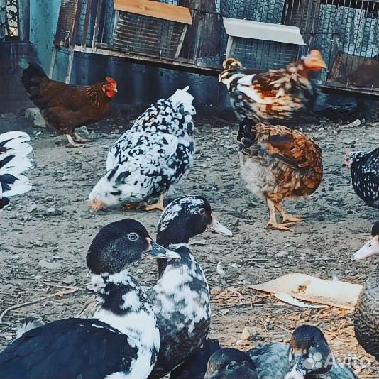 Инкубационное яйцо Ливенских кур. Цыплята