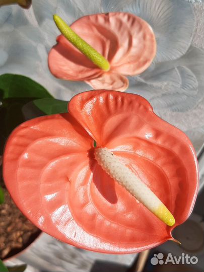 Антуриум Девоут