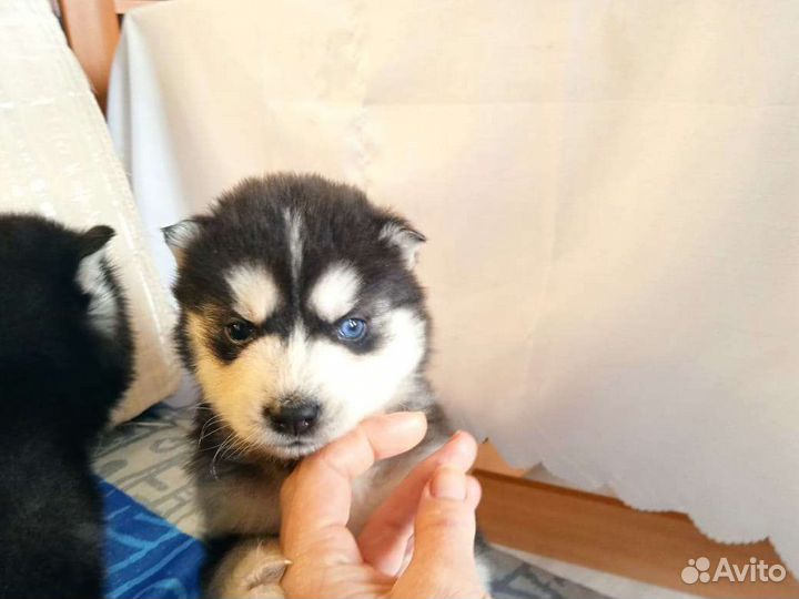 Красавцы щенки Хаски