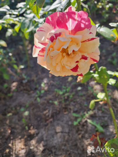 Саженцы роз