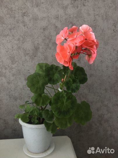 Герань пеларгония