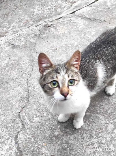 Отдам кота в добрые руки