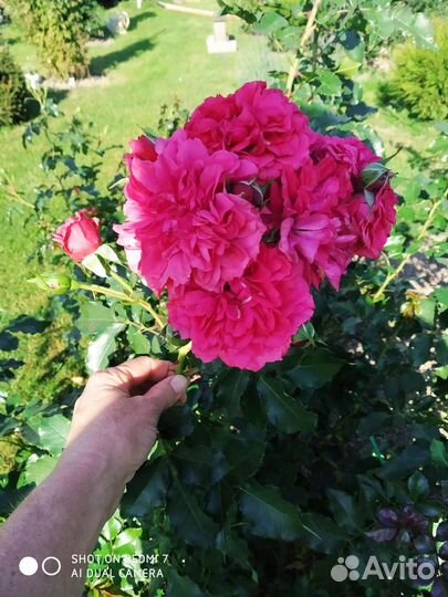 Саженцы Розы корнесобственная