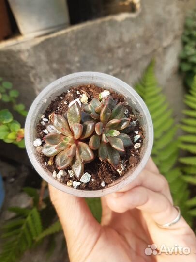 Суккуленты 1