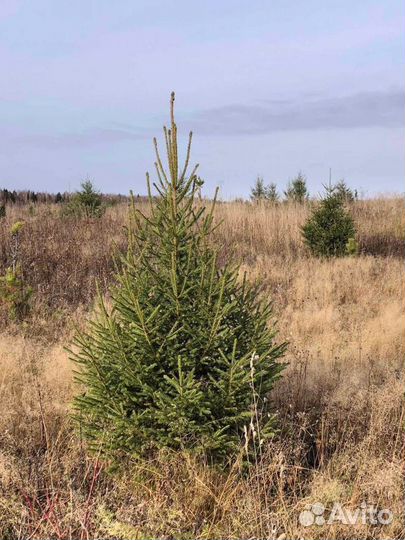 Ель,Сосна новогодняя
