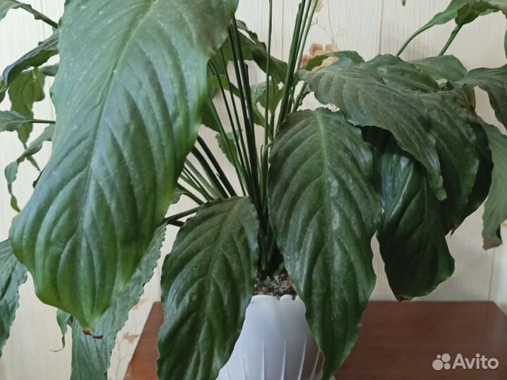 Спатифиллум