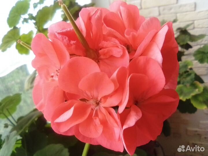 Пеларгонии, абутилоны, перец и др. растения