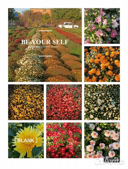 Хризантемы мультифлора