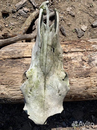 Череп коровы, натуральный, декор реквизит