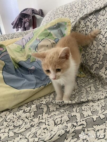 Котёнок в добрые руки