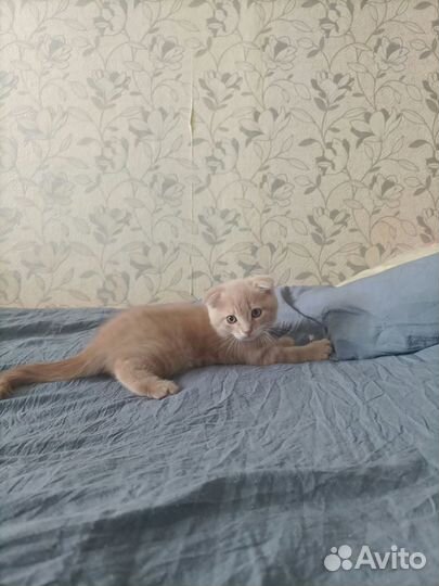 Кот британец