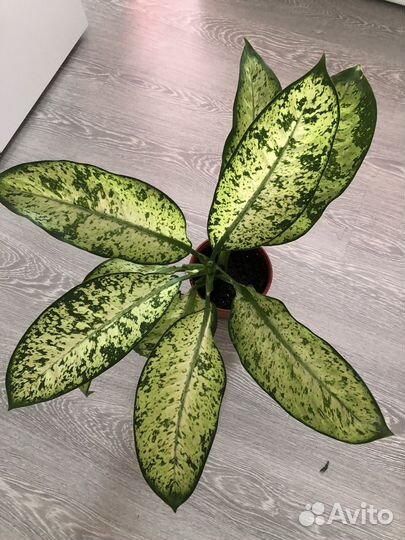 Диффенбахии