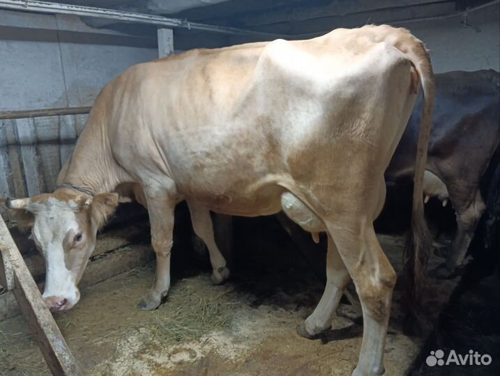 Корова высокоудойная стельная