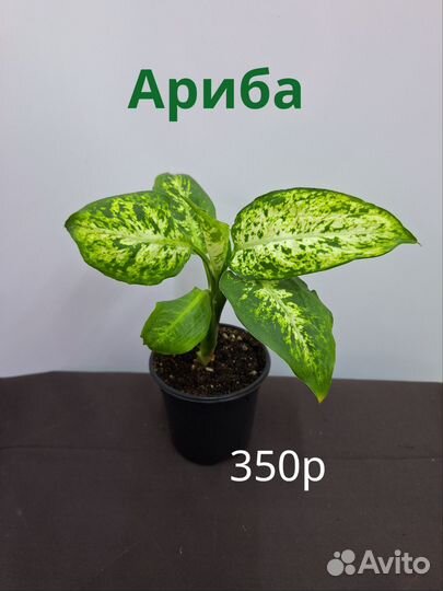 Диффенбахия