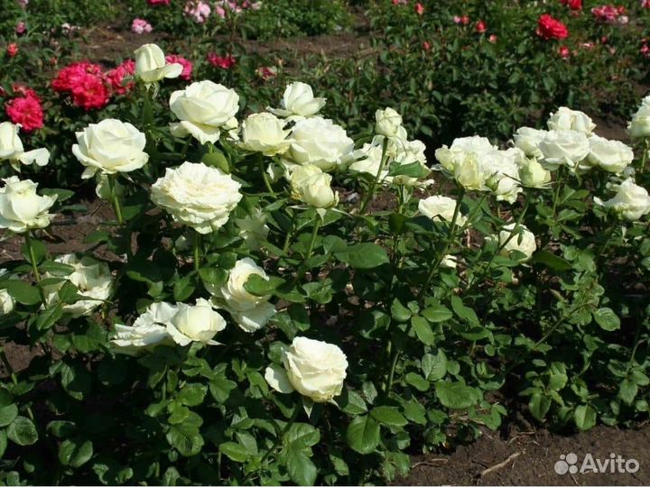 Саженцы Роз