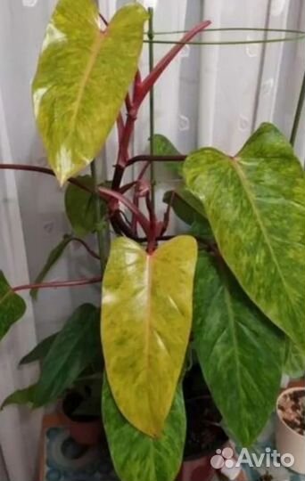 Комнатные растения цветы