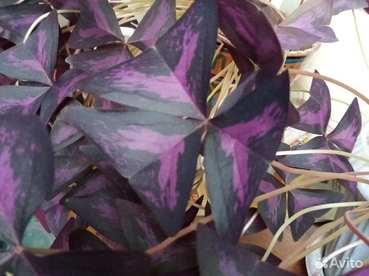 Кислица оксалис