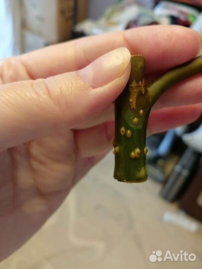 Фикус каучуконосный