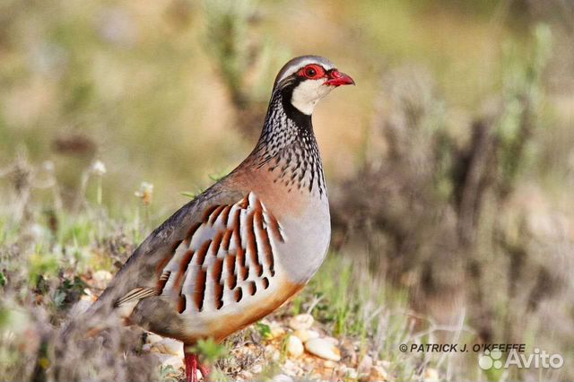 Руфа и Серая куропатка, цыплята