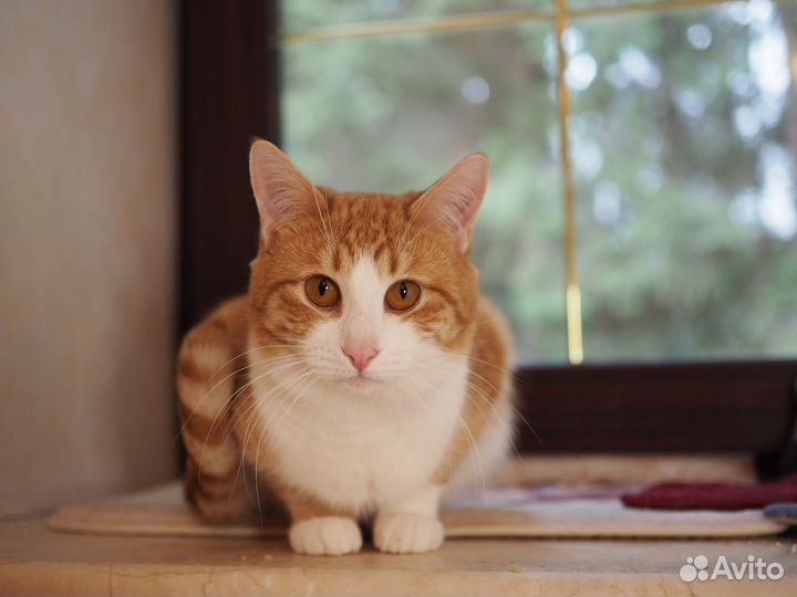 Два рыжика братика из приюта ищут добрые руки