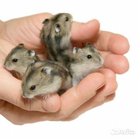 Джунгарики