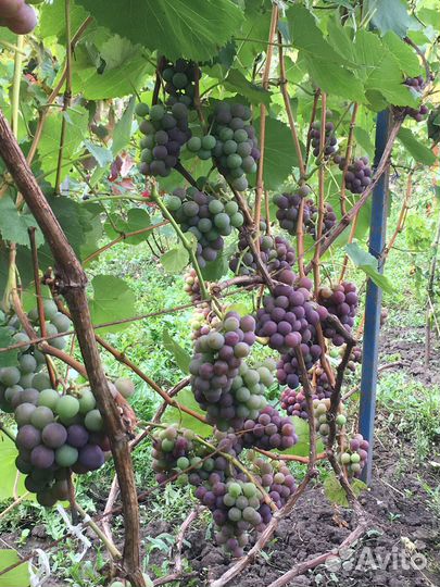 Саженцы ранних сортов винограда