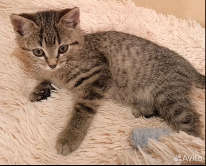 Котенок -тигренок